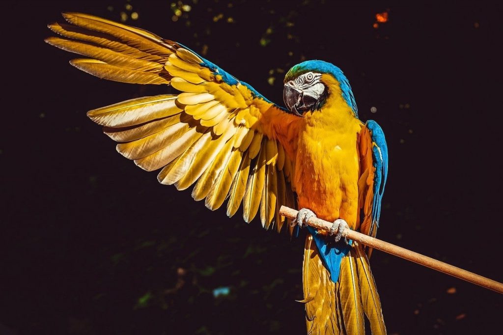interesting facts about parrots