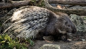 interesting facts about porcupines