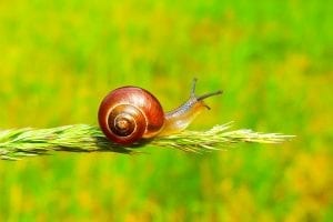  fun facts on snails