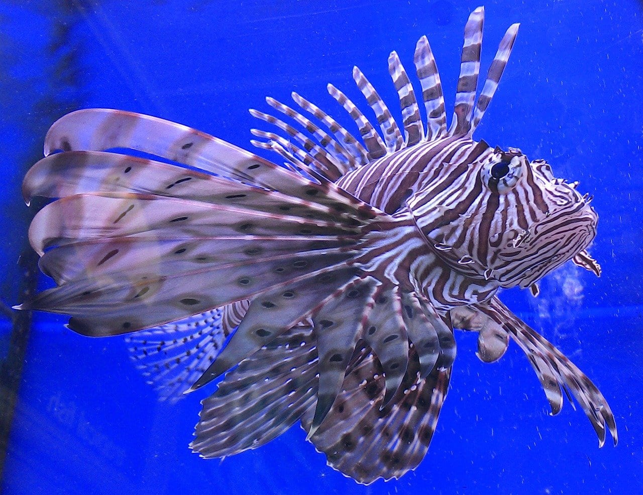 15 Top Facts About Tropical Fish - Fact City