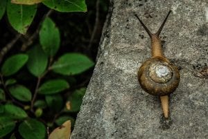 interesting facts on snails