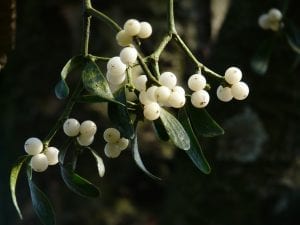 fun facts about mistletoe 