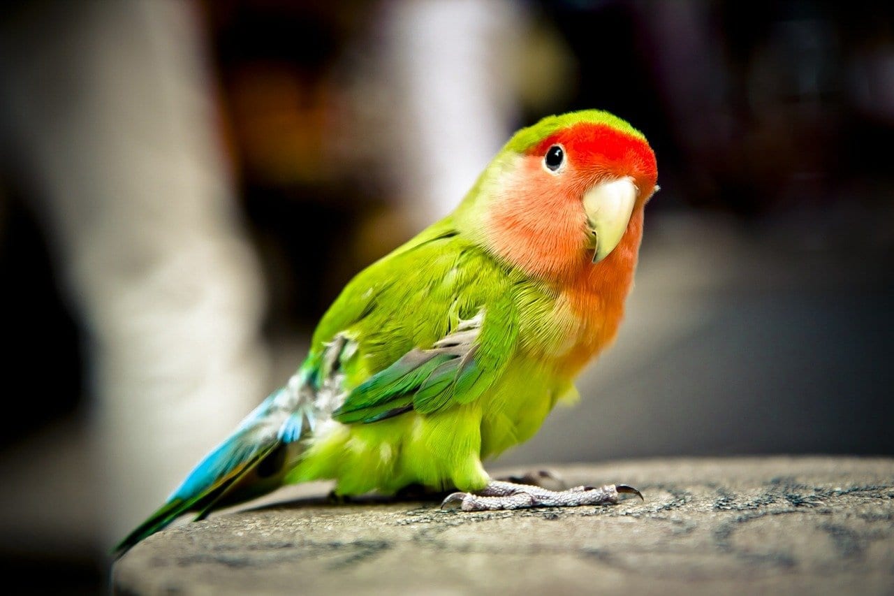 42 Pretty Facts about Parrots Fact City