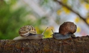 fun snail facts