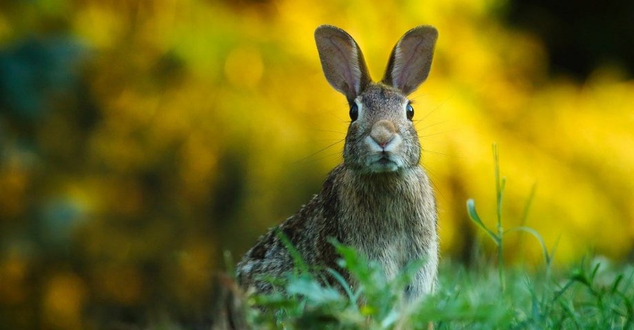 fun facts about rabbits