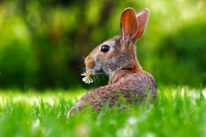 interesting facts about rabbits