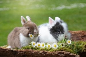 Rabbit Facts