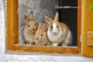 Fun Rabbit Facts