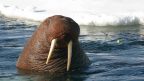 facts about walruses