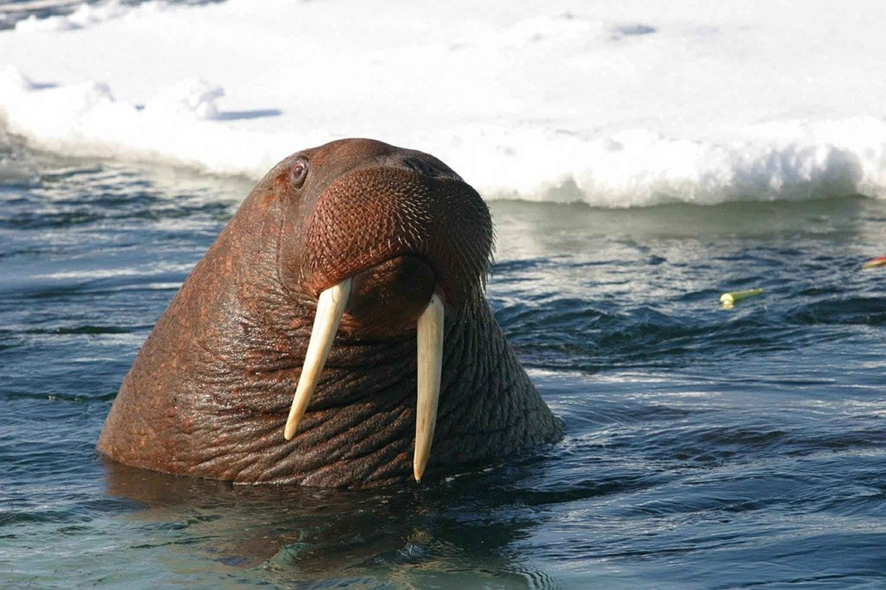 11 Fun Facts About Walruses Fact City
