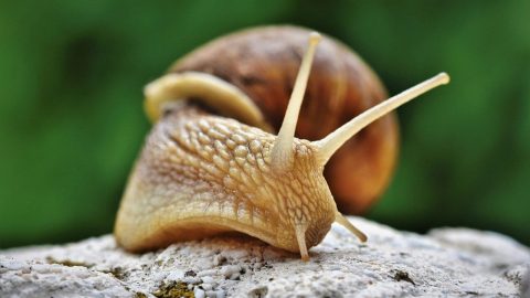 interesting facts about snails