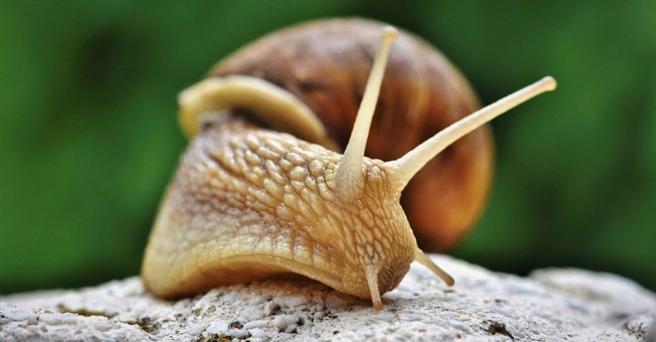 interesting facts about snails