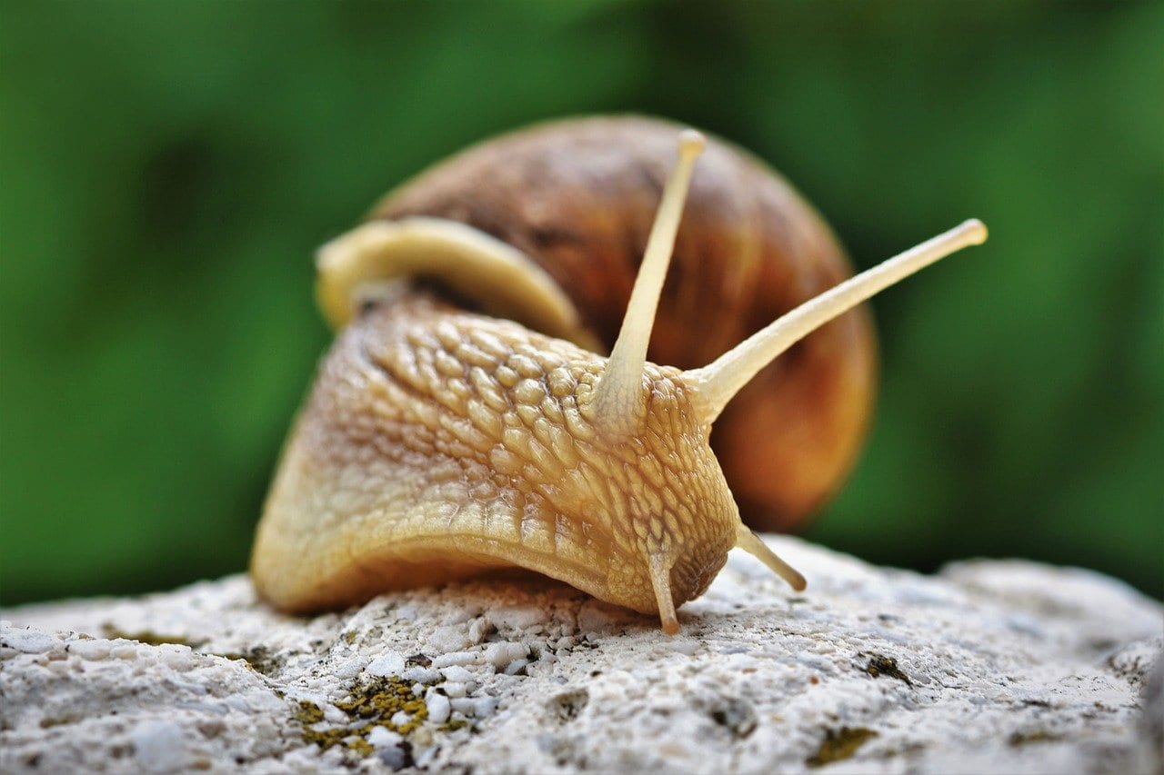 13 Slow Moving Facts About Snails Fact City