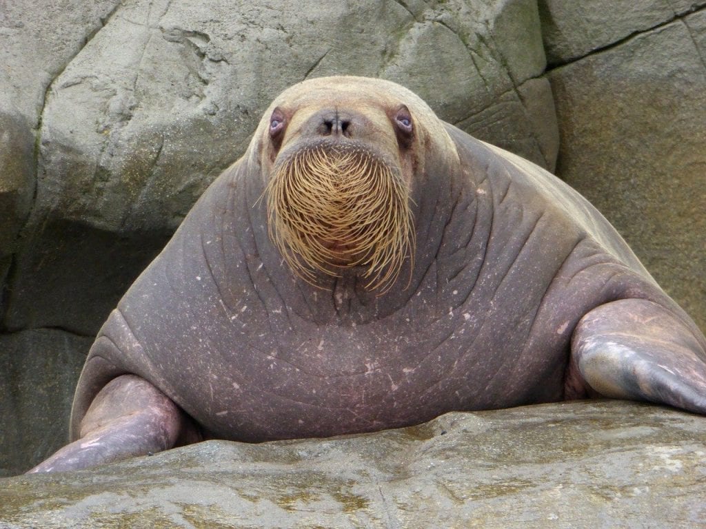 46 Fun Facts about Walruses - Facts