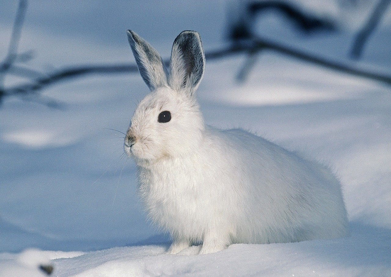 32 Remarkable Facts About Rabbits | Fact City