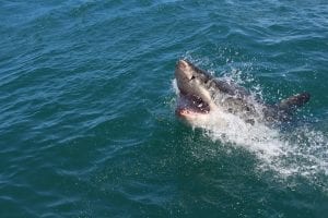10 Shark Attack Facts