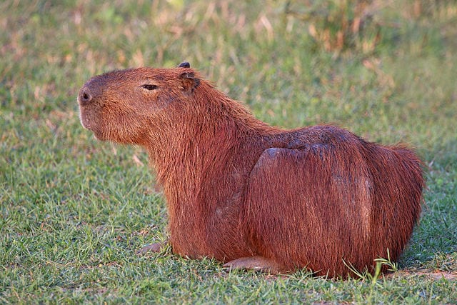 Capybara - an enormous rodent!