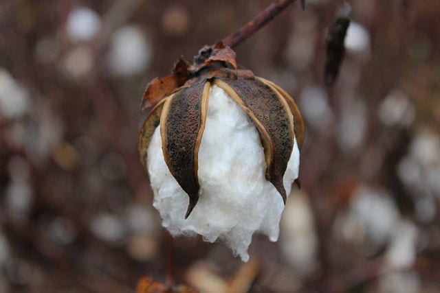 6 Fun Facts About Cotton - iRely