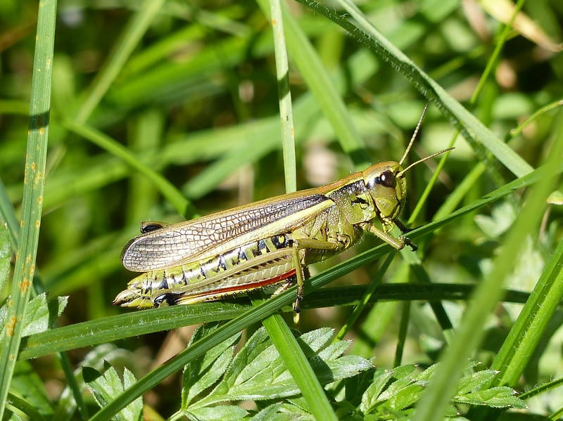 facts about grasshoppers