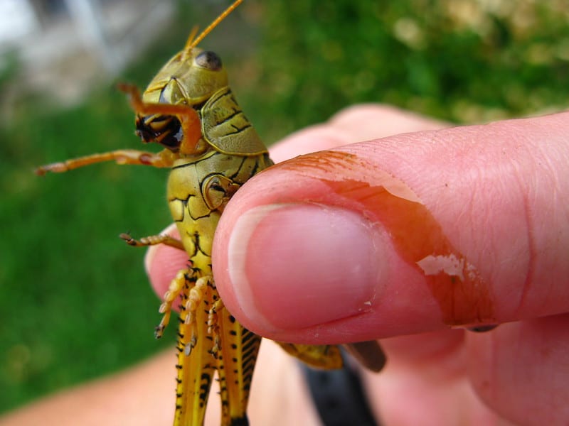 facts about grasshoppers