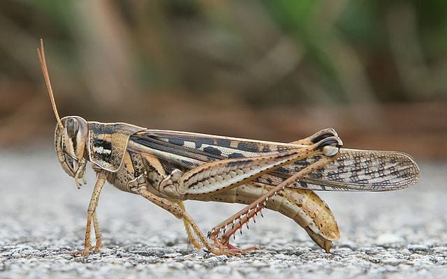 facts about grasshoppers