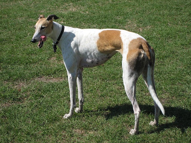 facts about greyhounds