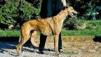 Facts about greyhounds