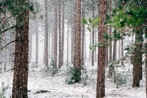 A wintery pine forest covered in snow