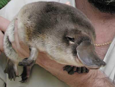 facts about platypuses