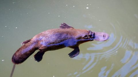 facts about platypuses