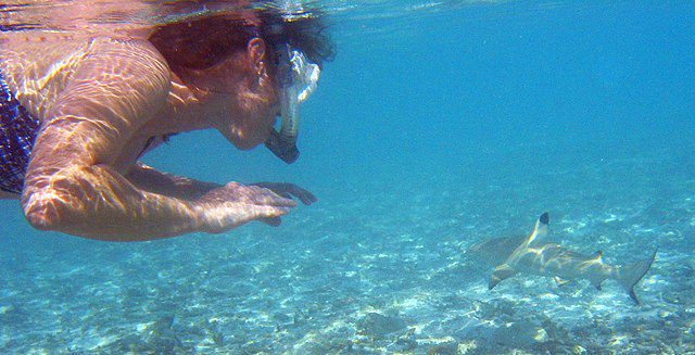 human approaching a blacktip reef shark