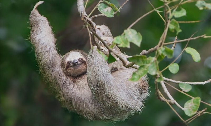 facts about sloths