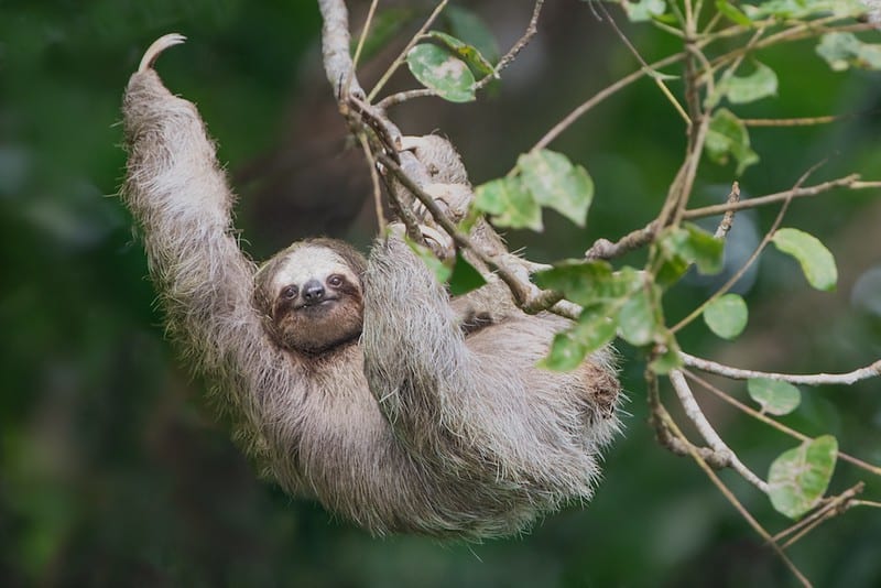 facts about sloths