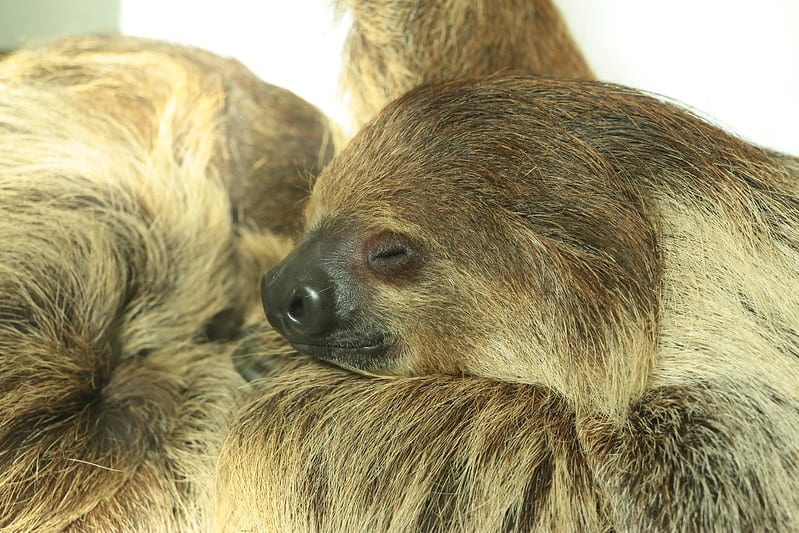 A sloth, fast asleep!