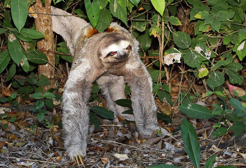 a sloth on the forest floor, walking on all fours