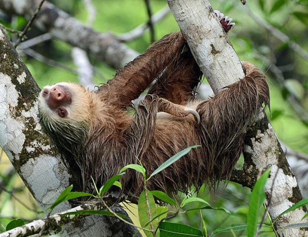 a sloth hanging in a tree. 