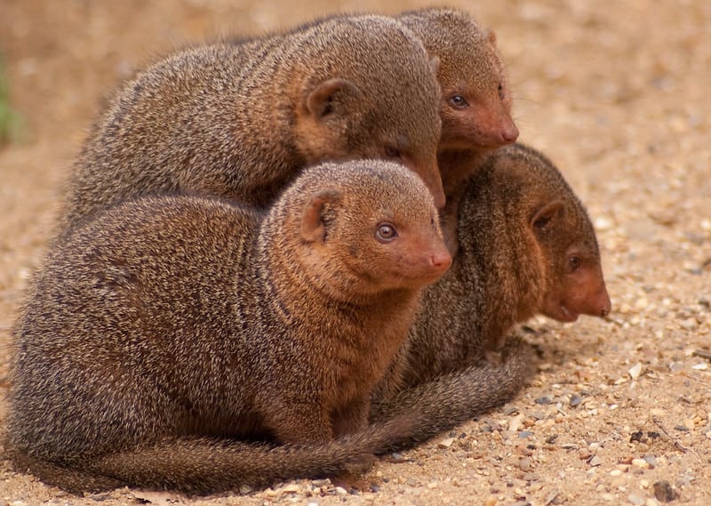 facts about the mongoose
