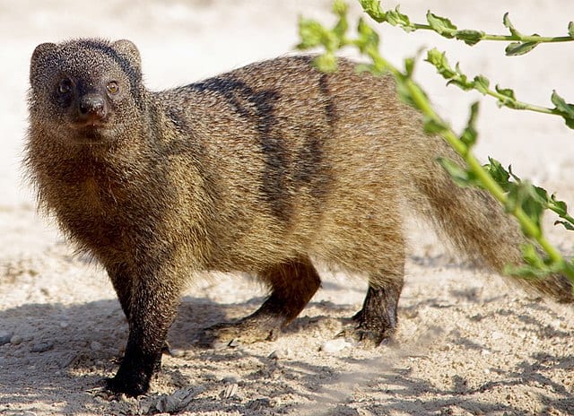 fun facts about the mongoose