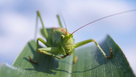 Head on view of a grasshopper