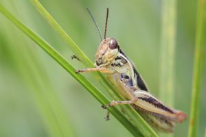a large grasshopper - the prawn of the land?