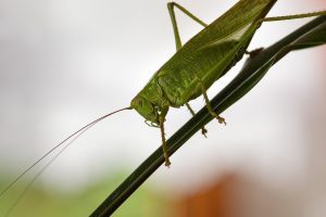 a hay horse grasshopper