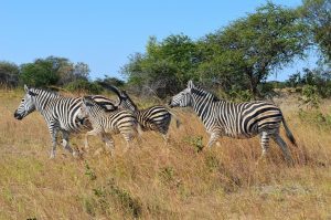 Zebras in the bush