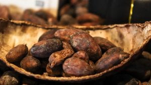 The Cacao Bean