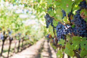 Grapes growing on the vine, Napa Valley, California