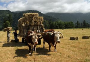 Farming in Chile