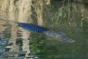 An australian crocodile in the water