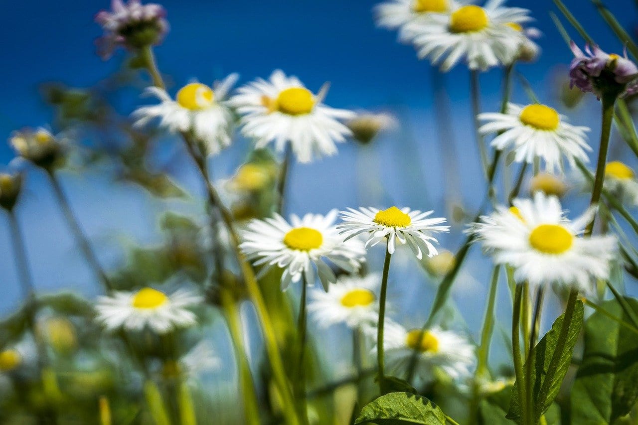 Daisy field