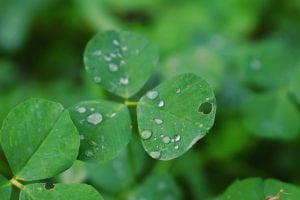 A Three leafed clover, or shamrock.