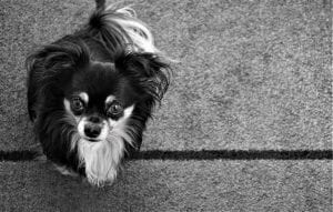 Dogs love sweet treats