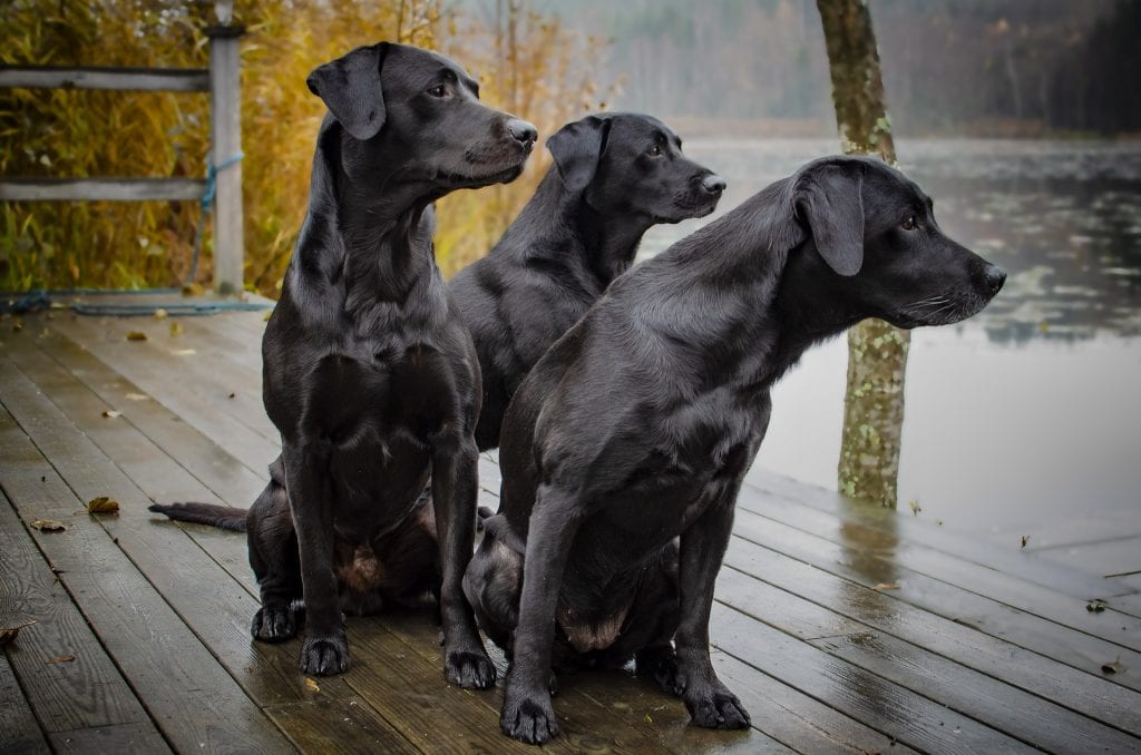 3 black labradors all looking over a pond